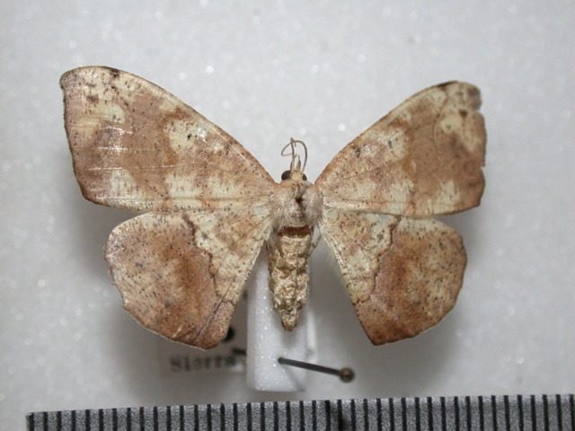Epigynopteryx maculosata